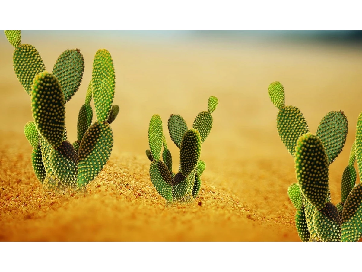 Kaktus növləri və baxım tövsiyələri